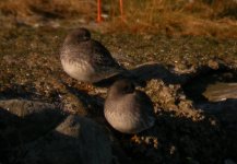 Purple Sandpiper Girdle Ness 281007e.jpg