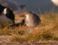 Redshank Girdle Ness 281007a.jpg