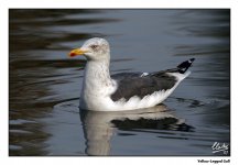 Yellow-Legged Gull 01.jpg