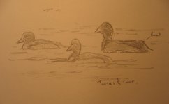 Tuft pair and coot.jpg