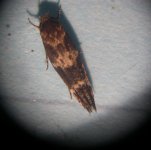 Microscope moth.jpg