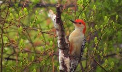 Red-bellied Woodpecker.jpg