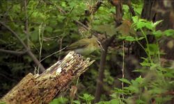 Red-eyed Vireo.jpg