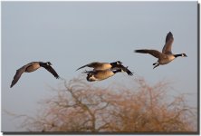 20173CRW_6001-geese.jpg