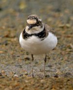 little ringed plover.P5100.45x DSCN8896.jpg