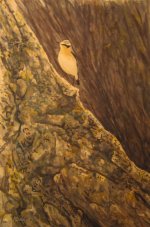 Wheatear Watercolour 1.jpg