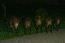 Wild Boar night 2.jpg