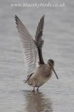 lbdowitcher_230907_0025.jpg