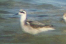 Phalarope Santa Pola 5Dec07 - 5.jpg