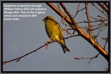 Greenfinch.jpg