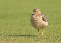 buffbreastedsandpiper.jpg