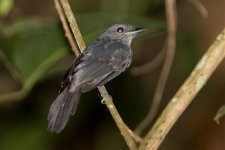 Plain-winged-Antshrike3.jpg