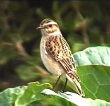 whinchat.JPEG