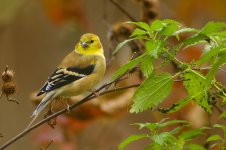 GOLDFINCH13.jpg