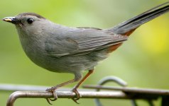 CATbird05.jpg