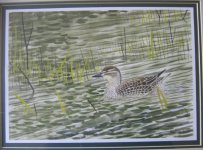 Garganey.jpg