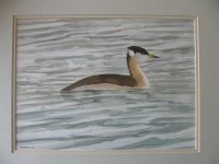 Red Necked Grebe.jpg