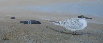 Sandwich Tern.jpg