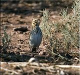 Unknown Sparrow1.jpg