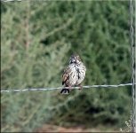 Unknown Sparrow5.jpg