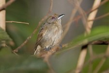 Plain-winged-Antshrike-female.jpg