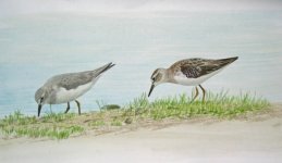 Temminck's Stint and Long-toed Stint.jpg