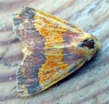 barred sallow.jpg