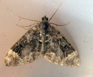 common marbled carpet.jpg