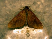 mottled umber.jpg