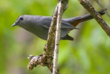 catbird06.jpg