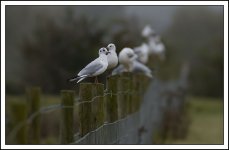 Gulls_ZS80.jpg