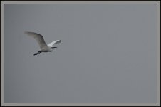 Little-Egret-ZS80.jpg