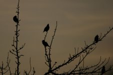 Twilight birds.jpg