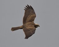 Marsh Harrier01.jpg