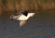 Common-Gull.jpg