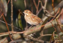 Reed-Bunting.jpg