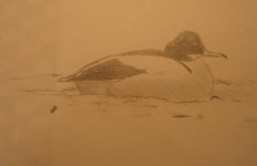 Goosander male.jpg