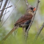 Female Cardinal.jpg