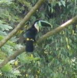 Citron-throated Toucan - DSCF6747.jpg