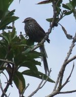 Andean Tit-Spinetail DSCF6127.jpg