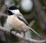 Black-Cap.jpg