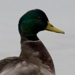 Mallard.jpg