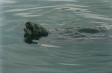 Bearded Seal1.jpg