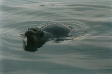 Bearded Seal2.jpg