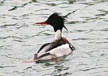 Red Breasted Merganser.jpg