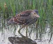 Black-crowned Night-Heron04.jpg