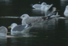 gull2dec07.jpg