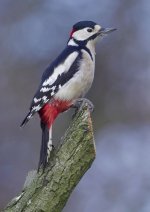 great_spotted_woodpecker-00211.jpg