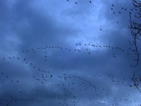 pinkfeet over holkham.jpg