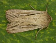 sswainscot.jpg